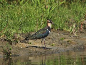 Lapwing