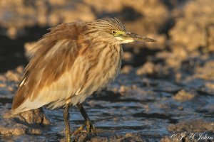 Squacco Heron