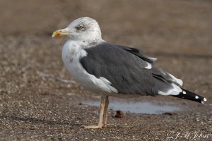 Lesser Black-backed Gull