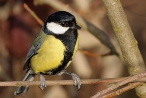 Great Tit