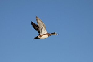 American Wigeon