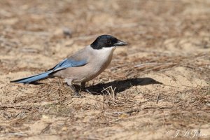 Azure-winged Magpie (Iberian Magpie)