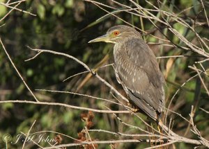 Night Heron