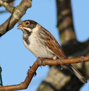 Male Reed Bunting