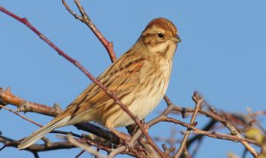 Female Reed Bunting