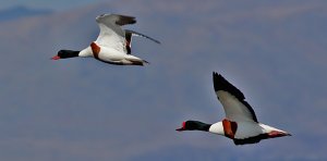 Shelducks in flight