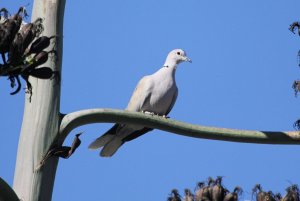 Eurasian-collard Dove