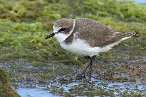 Kentish Plover