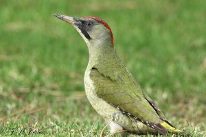 Green Woodpecker, Iberian race