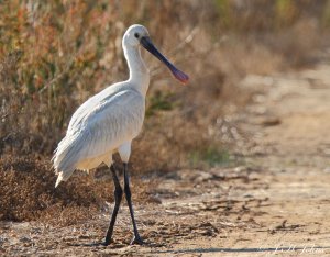 Spoonbill