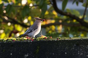 Waxwing by the roadside