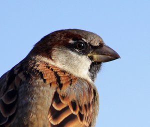 Portrait of a House Sparrow