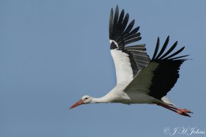 White Stork