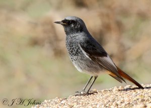 Black Redstart