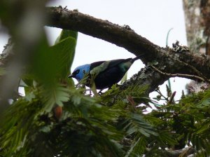 Blue-necked Tanager