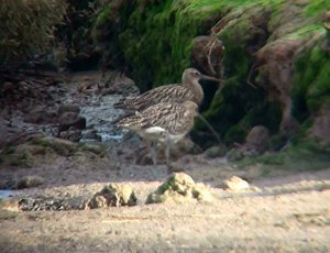 Pair of Whimbrel