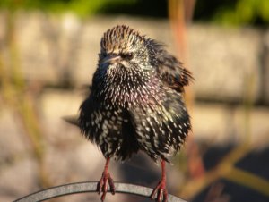 Starling ruffling feathers