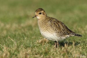 Golden Plover