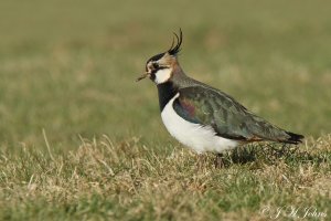 Lapwing (Northern)