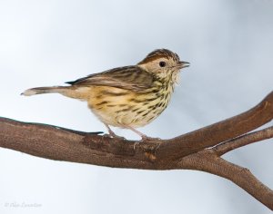 Speckled Warbler