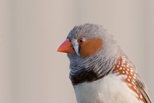 Zebra Finch