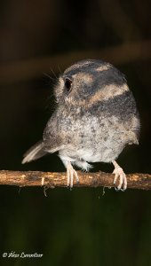 Australian Owlet-nightjar