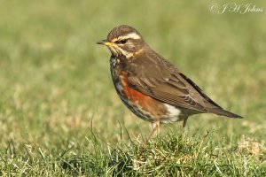 Redwing