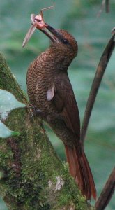 Northern Barred Woodcreeper