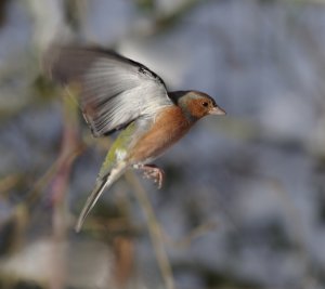 Chaffinch in flight