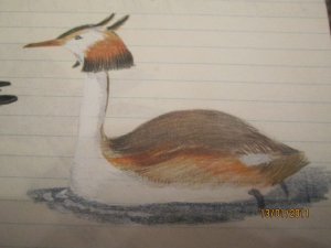 Great Crested Grebe