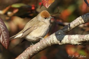 Blackcap