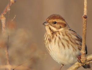 Female Reed Bunting