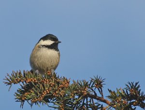 Coal Tit