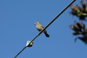 Oak Titmouse