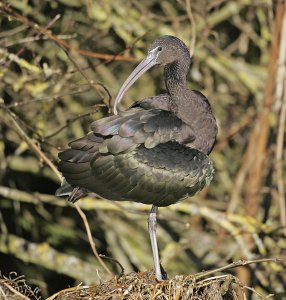 Glossy Ibis