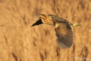 Bittern