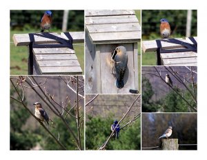 Eastern Bluebird collage