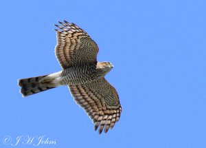 Sparrowhawk