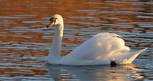 Swan in the winter sunset