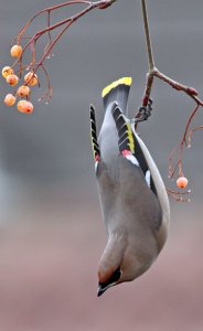 Bohemian Waxwing