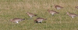 Curlews