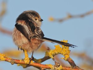 Long -tailed Tit