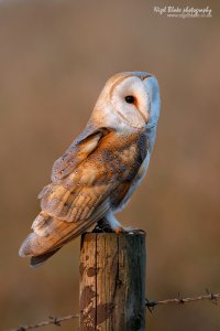 Barn Owl, Tyto alba