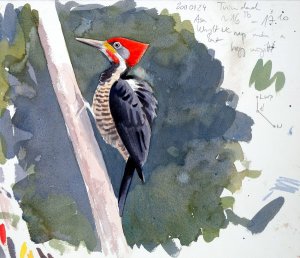 Lineated Woodpecker sketch