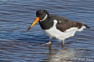 Oystercatcher