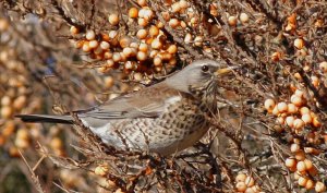 Fieldfare