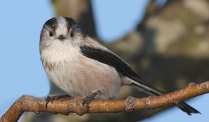 Long-tailed Tit