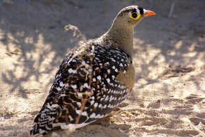 Double-banded Sandgrouse male