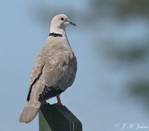 Collared dove