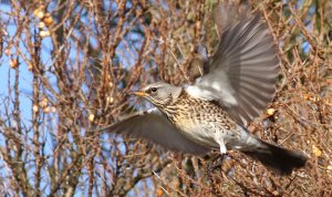 Fieldfare  take-off !!